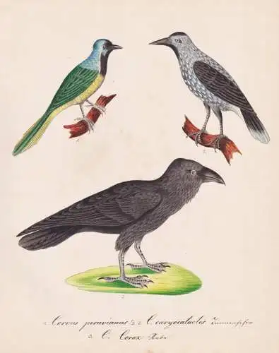 Corvus peruvianus / C. caryocatactes / C. corax - Kolkrabe Rabe raven Tannenhäher nutcracker / Rabenvögel cr
