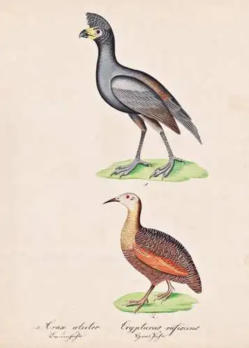 Crax alector / Crypturus rufescens - Glattschnabelhokko Hokkohühner black curassow / Vogel bird oiseau Vögel