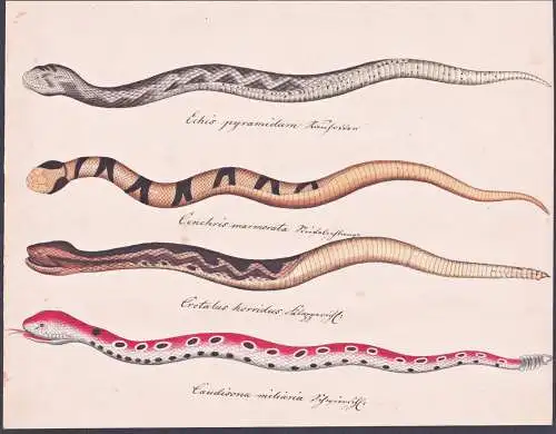 Echis pyramidum / Cenchris marmorata ... - Schlangen snakes / Kupferkopf copperhead Sandrasselotter / Klappers