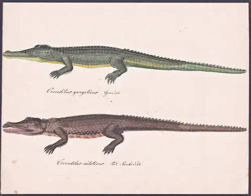 Crocodilus gangeticus / Crocodilus niloticus - Krokodile / Gangesgavial Gharial Gavial / Nilkrokodil Nile croc