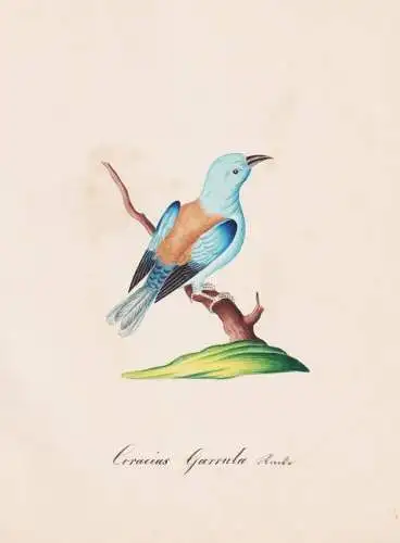 Coracias Garrula - Blauracke European roller / Vogel bird oiseau Vögel bird oiseux / Tiere animals animaux /