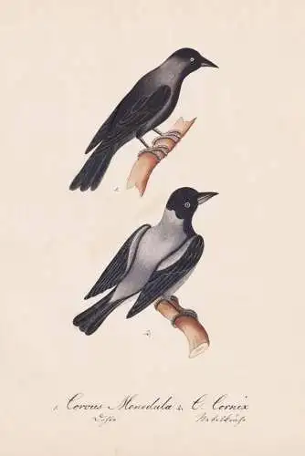 Corvus Monedula / C. Cornix - Dohle jackdaw Nebelkrähe hooded crow hoodie / Rabenvögel crow family corvids /