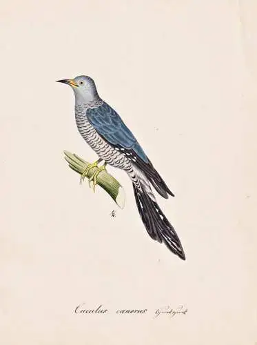 Cuculus canorus - Kuckuck cuckoo / Vogel bird oiseau Vögel bird oiseux / Tiere animals animaux / Zoologie zoo