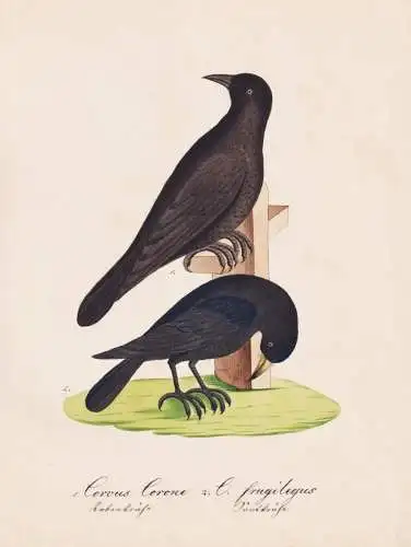 Corvus Corone / C. frugilegus - Saatkrähe rook Aaskrähe carrion crow / Rabenvögel crow family corvids / Vog