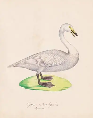 Cygnus melanorhynchus - Schwarzhalsschwan Schwan swan / Vögel birds oiseaux Vogel bird / Tiere animals animau