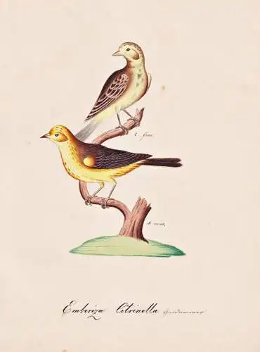 Emberiza Citrinella - Goldammer yellowhammer / Vogel bird oiseau Vögel bird oiseux / Tiere animals animaux /