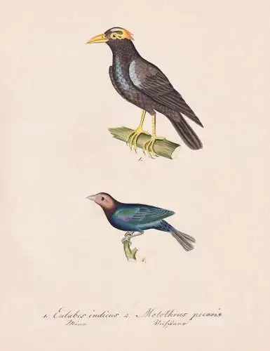 Eulabes indicus / Molothrus pecoris - Niasbeo Nias hill myna Braunkopf-Kuhstärling brown-headed cowbird / Vog