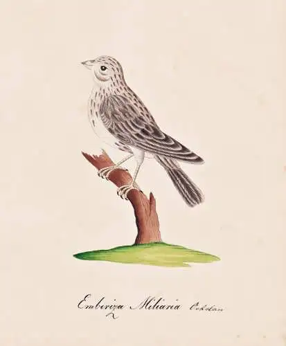 Emberiza Miliaria - buntings Grauammer corn bunting Ammern / Vogel bird oiseau Vögel bird oiseux / Tiere anim