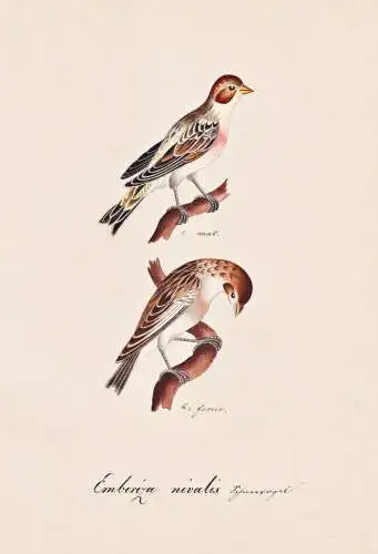 Emberiza nivalis - snow bunting Schneeammer buntings Ammern / Vogel bird oiseau Vögel bird oiseux / Tiere ani