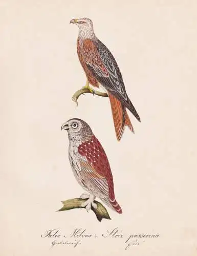 Falco Milvus / Strix passerina - Red kite Rotmilan Eurasian pygmy owl Sperlingskauz Eule Uhu owls / Vögel bir