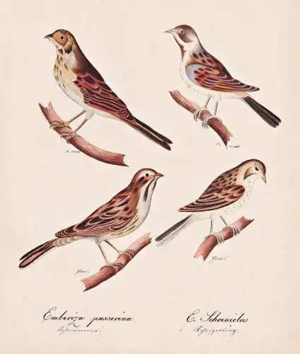 Emberiza passerina / E. Schoenidus - buntings Rohrspatz Rohrammer Ammern / Vogel bird oiseau Vögel bird oiseu
