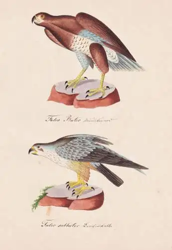 Falco Buteo / Falco subbuteo - Buteo Bussarde / Vögel birds oiseaux Vogel bird / Tiere animals animaux / Zool