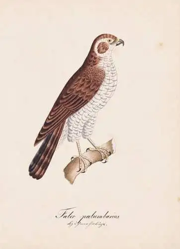 Falco palumbarius - Habicht Eurasian goshawk / Vögel birds oiseaux Vogel bird / Tiere animals animaux / Zoolo