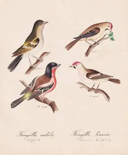 Fringilla coelebs / Fringilla linaria - Buchfink chaffinch Hänfling linnet / Vogel bird oiseau Vögel bird oi