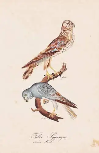 Falco pygargus - Montagu's harrier Wiesenweihe / Vögel birds oiseaux Vogel bird / Tiere animals animaux / Zoo