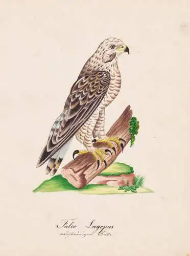 Falco lagopus - Raufußbussard Rough-legged buzzard / Vögel birds oiseaux Vogel bird / Tiere animals animaux