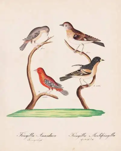 Fringilla Amandava / Fringilla Montifringilla - red avadavat Tigerfink strawberry finch / Bergfink brambling /