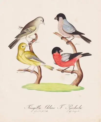 Fringilla Chloris / F. Pyrrhala - Grünfink greenfinch Finken finch Grünling / Vogel bird oiseau Vögel bird