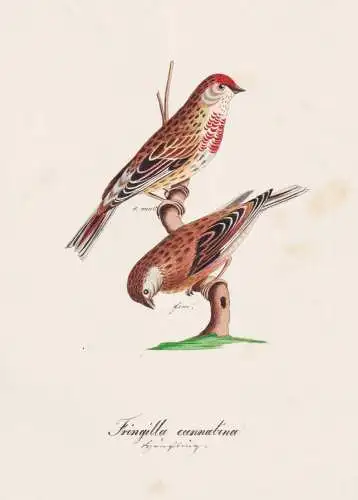 Fringilla cannabina - Bluthänfling linnet / Vogel bird oiseau Vögel bird oiseux / Tiere animals animaux / Zo