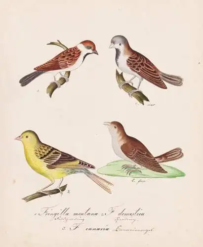 Fringilla montana / F. domestica / F. canaria - Finken finch Spatz house sparrow Haussperling / Vogel bird ois