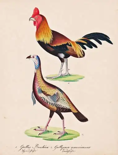 Gallus Bankiva / Gallopavo americanus - Bankivahuhn bankiva fowl red junglefowl / Truthuhn wild turkey / Vogel