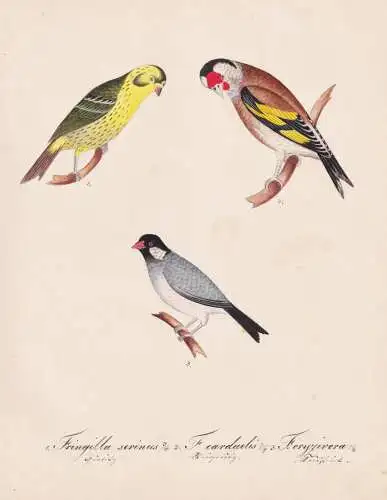 Fringilla serinus / F. carduelis / ... - Girlitz serin Stieglitz goldfinch Distelfink / Vogel bird oiseau Vög