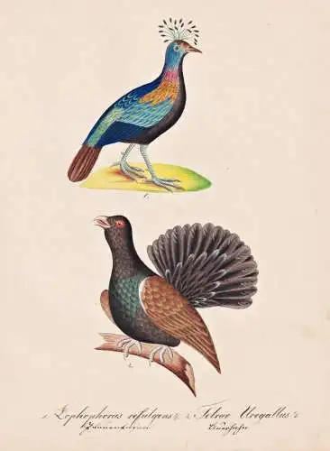 Lophophorus refulgens / Tetrao Urogallus - Glanzfasan monal Auerhuhn cock-of-the-woods capercaillie / Vogel bi