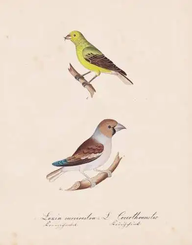Loxia curvirostra / L. Coccothraustus - Fichtenkreuzschnabel crossbill Kernbeißer hawfinch / Vogel bird oisea