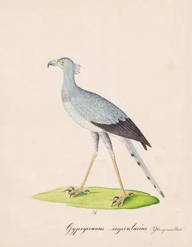 Gypogeranus serpentarius - Secretarybird Sekretär  / Vögel birds oiseaux Vogel bird / Tiere animals animaux