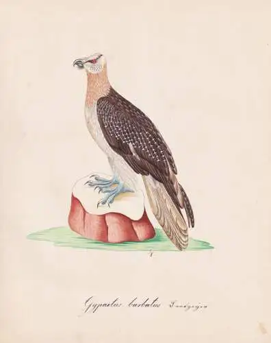 Gypaetus barbatus - Bartgeier Bearded vulture Geier vultures / Vögel birds oiseaux Vogel bird / Tiere animals