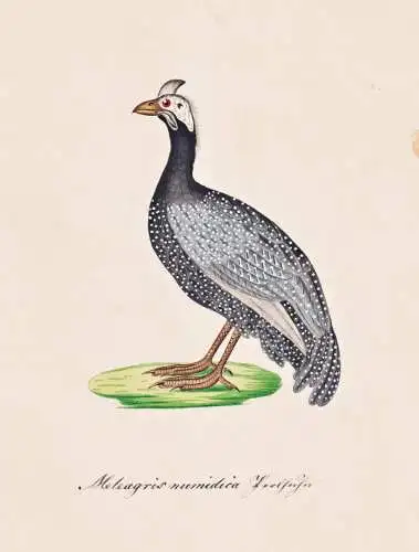 Meleagris numidica - Helmperlhuhn helmeted guineafowl / Vogel bird oiseau Vögel bird oiseux / Tiere animals a