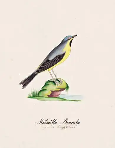 Motacilla Boarula - Stelze wagtail / Vogel bird oiseau Vögel bird oiseux / Tiere animals animaux / Zoologie z