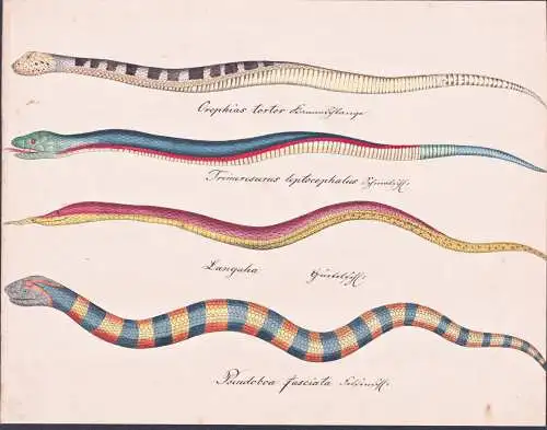 Orophias tortoer / Trimeresurus leptocephalus ... - Schlangen snakes / San Lucia Boa red-bellied black snake S