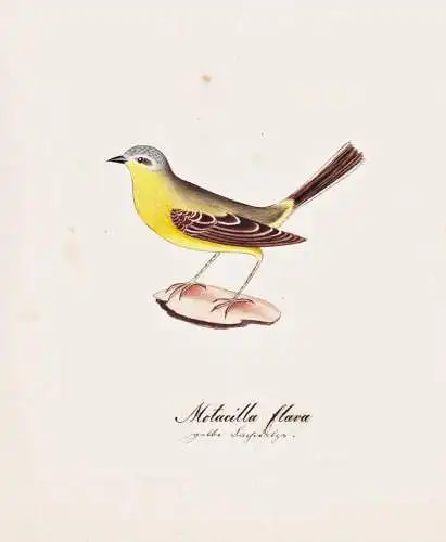 Motacilla flava - Schafstelze western yellow wagtail / Vogel bird oiseau Vögel bird oiseux / Tiere animals an