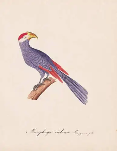 Musophaga violacea - Schildturako violet turaco / Vogel bird oiseau Vögel bird oiseux / Tiere animals animaux