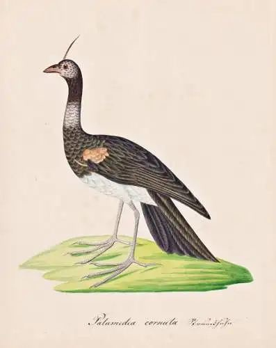Palamedea cornuta - horned screamer Hornwehrvogel / Vogel bird oiseau Vögel bird oiseux / Tiere animals anima