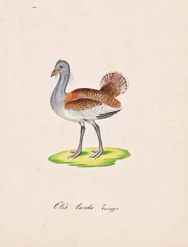 Otis tarda - Großtrappe great bustard / Vogel bird oiseau Vögel bird oiseux / Tiere animals animaux / Zoolog