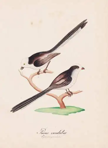 Parus caudatus - Schwanzmeise long-tailed tit Meisen / Vogel bird oiseau Vögel bird oiseux / Tiere animals an