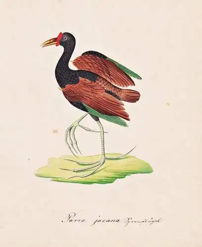 Parra jacana - wattled jacana / Vogel bird oiseau Vögel bird oiseux / Tiere animals animaux / Zoologie zoolog