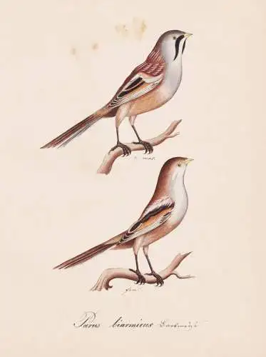 Parus biarmicus - Bartmeise bearded reedling Meisen tit / Vogel bird oiseau Vögel bird oiseux / Tiere animals
