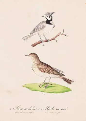 Parus cristatus / Alauda arvensis - Haubenmeise crested tit Feldlerche skylark / Vogel bird oiseau Vögel bird
