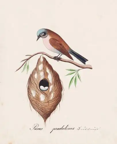 Parus pendulinus - Beutelmeise European penduline tit / Vogel bird oiseau Vögel bird oiseux / Tiere animals a
