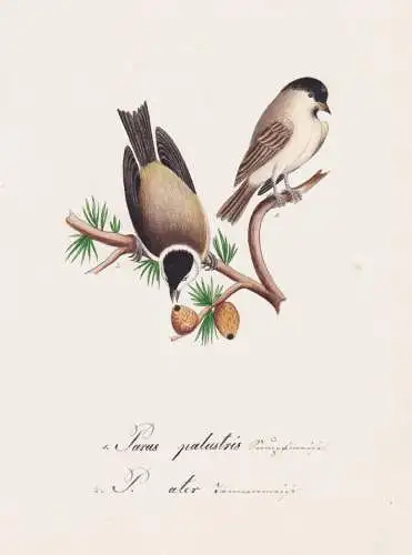 Parus palustris / P. ater - Sumpfmeise marsh tit Meise Tannenmeise coal tit / Vogel bird oiseau Vögel bird oi