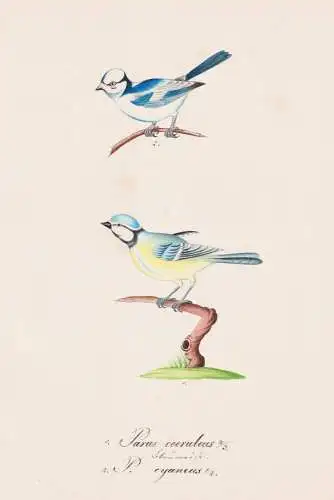 Parus caeruleus / P. cyaneus - Blaumeise Meise blue tit / Vogel bird oiseau Vögel bird oiseux / Tiere animals