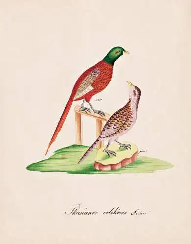 Phasianus colchicus - Fasan pheasant / Vogel bird oiseau Vögel bird oiseux / Tiere animals animaux / Zoologie