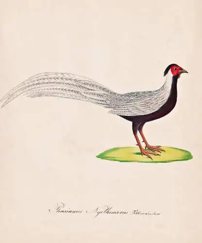 Phasianus Nycthemerus - Silberfasan silver pheasant / Vogel bird oiseau Vögel bird oiseux / Tiere animals ani