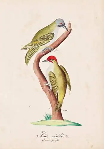 Picus viridis - Grünspecht Specht European green woodpecker / Vogel bird oiseau Vögel bird oiseux / Tiere an