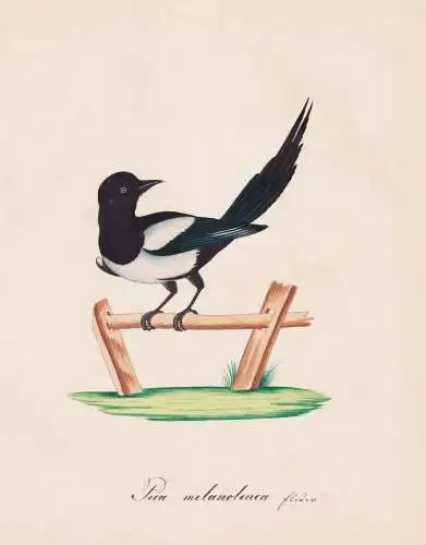 Pica melanoleuca - Elster magpie / Rabenvögel crow family corvids / Vogel bird oiseau Vögel bird oiseux / Ti