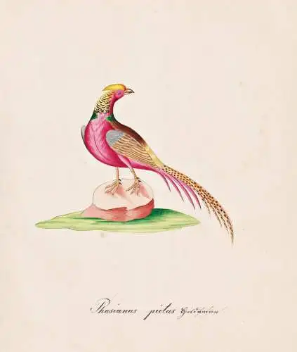 Phasianus pictus - Goldfasan golden pheasant / Vogel bird oiseau Vögel bird oiseux / Tiere animals animaux /