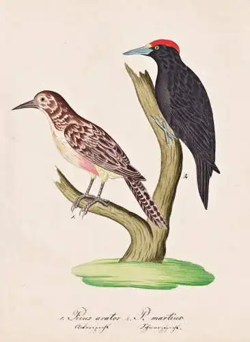 Picus arator / P. martius - Schwarzspecht Specht black woodpecker / Vogel bird oiseau Vögel bird oiseux / Tie